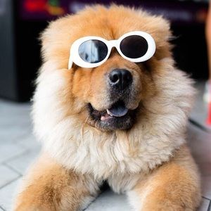 Meet your Posher, Izzy